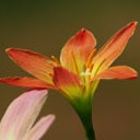 สมาชิกหมายเลข 1350027