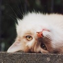 สมาชิกหมายเลข 1184073