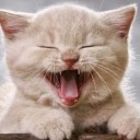 วิฬารินี