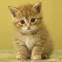 สมาชิกหมายเลข 785528