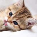 สมาชิกหมายเลข 1184335