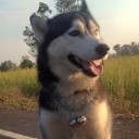 สมาชิกหมายเลข 2479104