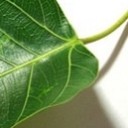 สมาชิกหมายเลข 785999