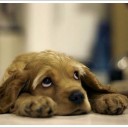 พริกไทย กะ ใบข้าว