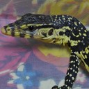 หมีแพนด้าในป่าไผ่