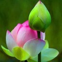 สมาชิกหมายเลข 1598607