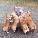 สมาชิกหมายเลข 1449951