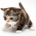 สาวโลโซ