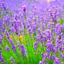 สมาชิกหมายเลข 786611