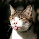 สมาชิกหมายเลข 787339