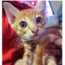 สมาชิกหมายเลข 1586184