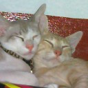 ลูกชิ้นแมวเมี๊ยว