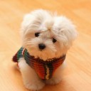 มุ่นนิ่น