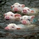 ลูกหมูสีชมพูอมดำ