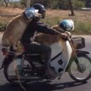 สมาชิกหมายเลข 1351316