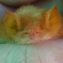 ค้างคาวยอดกล้วย