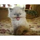 สมาชิกหมายเลข 788436