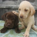 สมาชิกหมายเลข 1187281