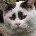 สมาชิกหมายเลข 1587340