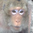 สมาชิกหมายเลข 1602260