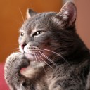 สมาชิกหมายเลข 789503