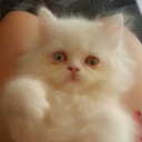 สมาชิกหมายเลข 2421306