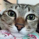 ท่านจอมแข(ไข)