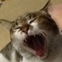 หัวถัวผัดกุ้ง