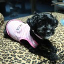 สมาชิกหมายเลข 1603698