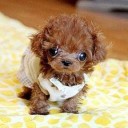 สมาชิกหมายเลข 2032177