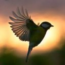 นกขมิ้นน้อย