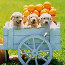 สมาชิกหมายเลข 790626