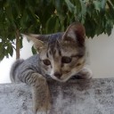 สมาชิกหมายเลข 870149