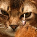 เล็กเท่าเล็บแมว