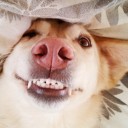 โจ๊กไก่ใส่เห็ด