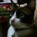 แมวน้อย รอรัก