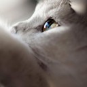 สมาชิกหมายเลข 2033902