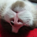 มีการ์ตูนอยู่ในกระเป๋า