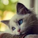 แมว ในป่าต้องห้าม