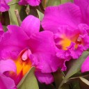 สมาชิกหมายเลข 1182270