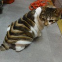 สมาชิกหมายเลข 2424771