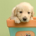 สมาชิกหมายเลข 2425127