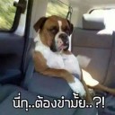 สมาชิกหมายเลข 1742764