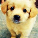 สมาชิกหมายเลข 1608337