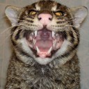 สมาชิกหมายเลข 790222