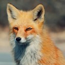 สมาชิกหมายเลข 2334046