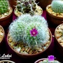 สมาชิกหมายเลข 3256414