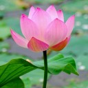 สมาชิกหมายเลข 3257165