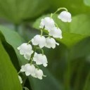 สมาชิกหมายเลข 795089