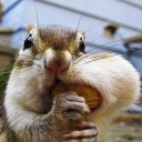 เป็นลิงน่าเอ็นดู